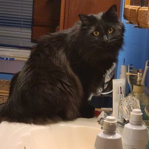 Meet your Posher, Sylvester